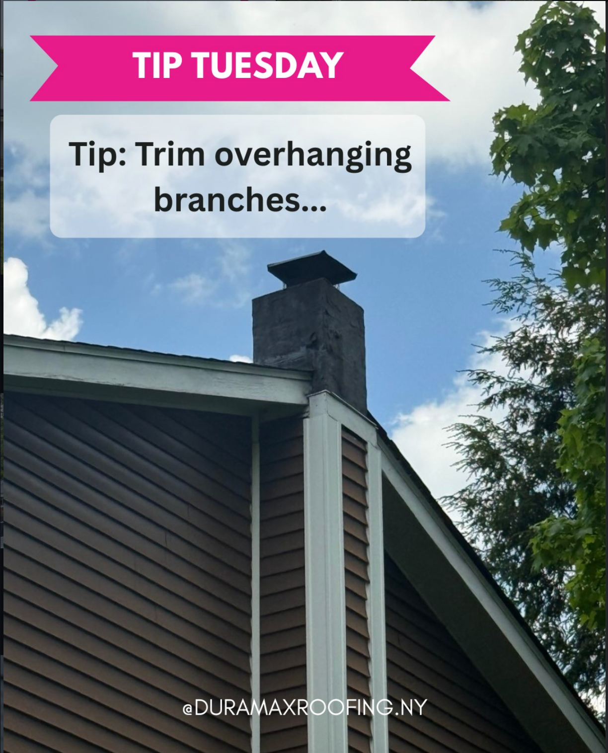 Tree branches overhanging a roof and causing debris buildup